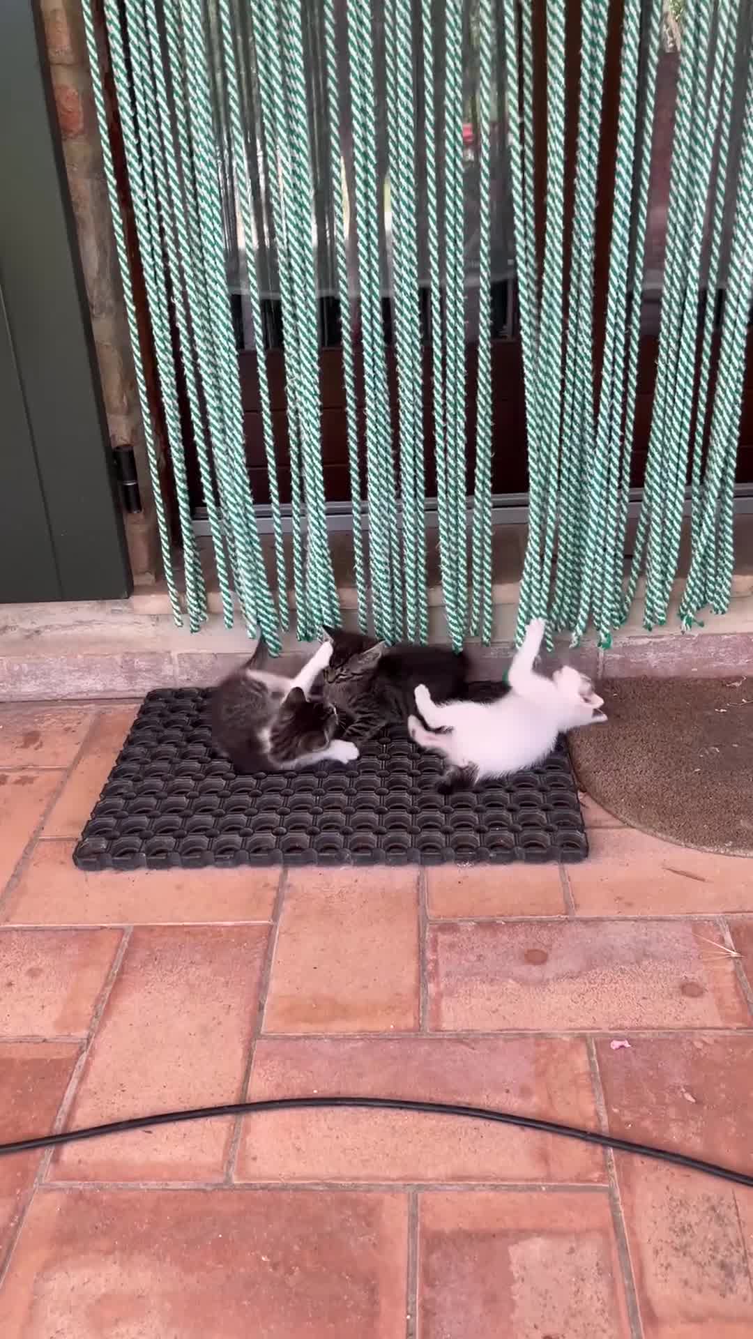 Europeo gatti in regalo: Gattini carinissimi gratis - Video 1