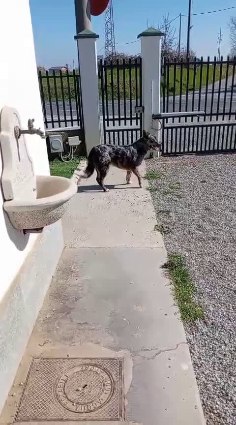 Meticcio cani in regalo: Cedesi - Video 1