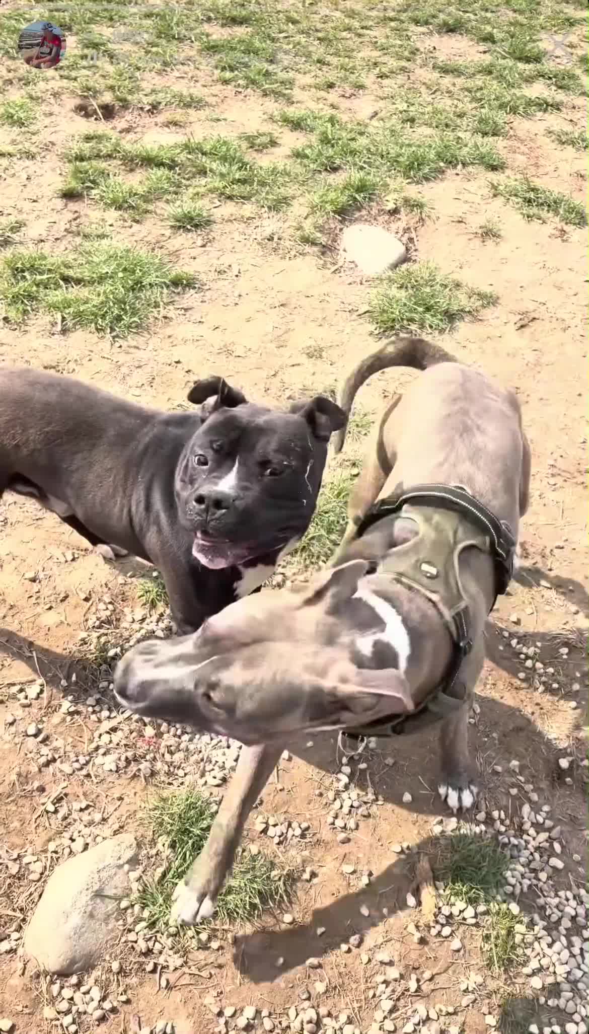 Pitbull cani in regalo: Regalo cucciolo di pitbull  a Provincia autonoma di Bolzano - Alto Adige - Video 1