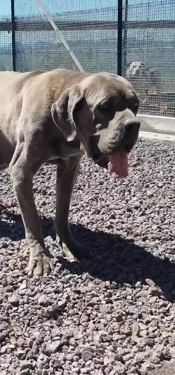 Cane Corso cani in regalo: Zeus, cane corso in canile - Video 3