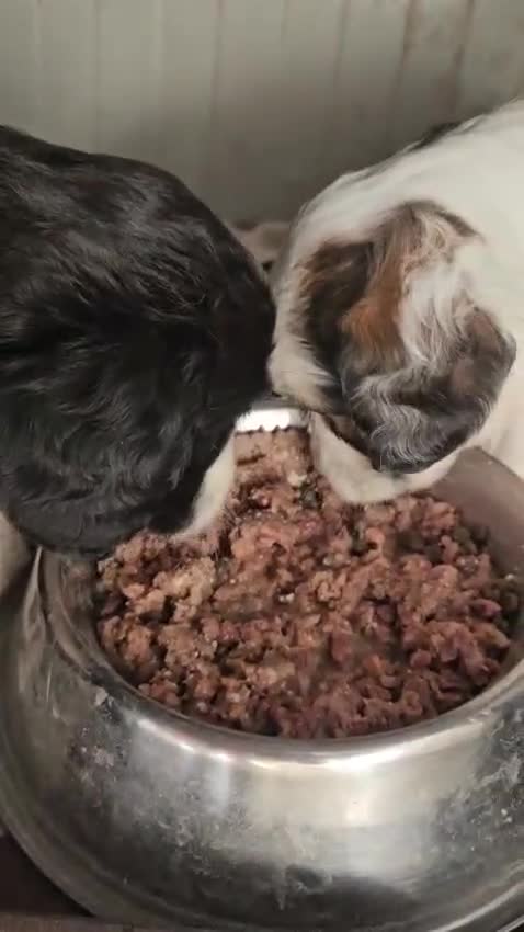 Meticcio cani in regalo: Leo: cucciolo taglia media  - Video 1