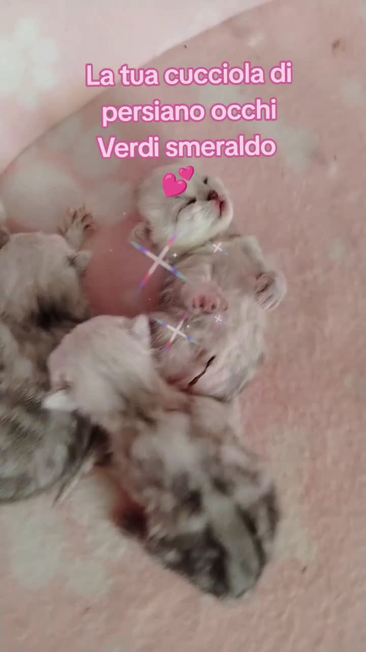 Persiano gatti in vendita: Gattini persiani chinchilla occhi verdi smeraldo  - Video 1