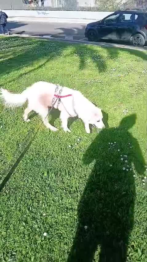 Meticcio cani in regalo: Fatima cagnolona tutta pregi....perfetta a Città metropolitana di Milano - Video 1