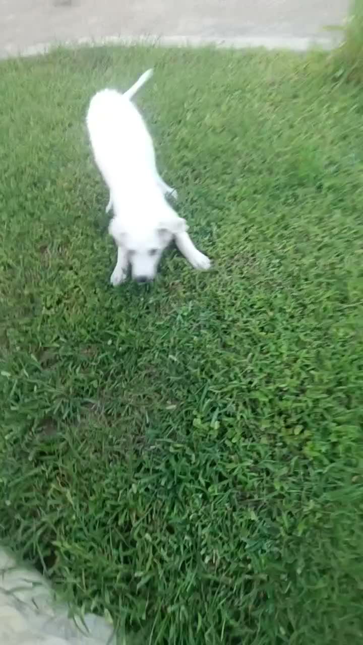 Meticcio cani in regalo: Totò cerca casa - Video 2