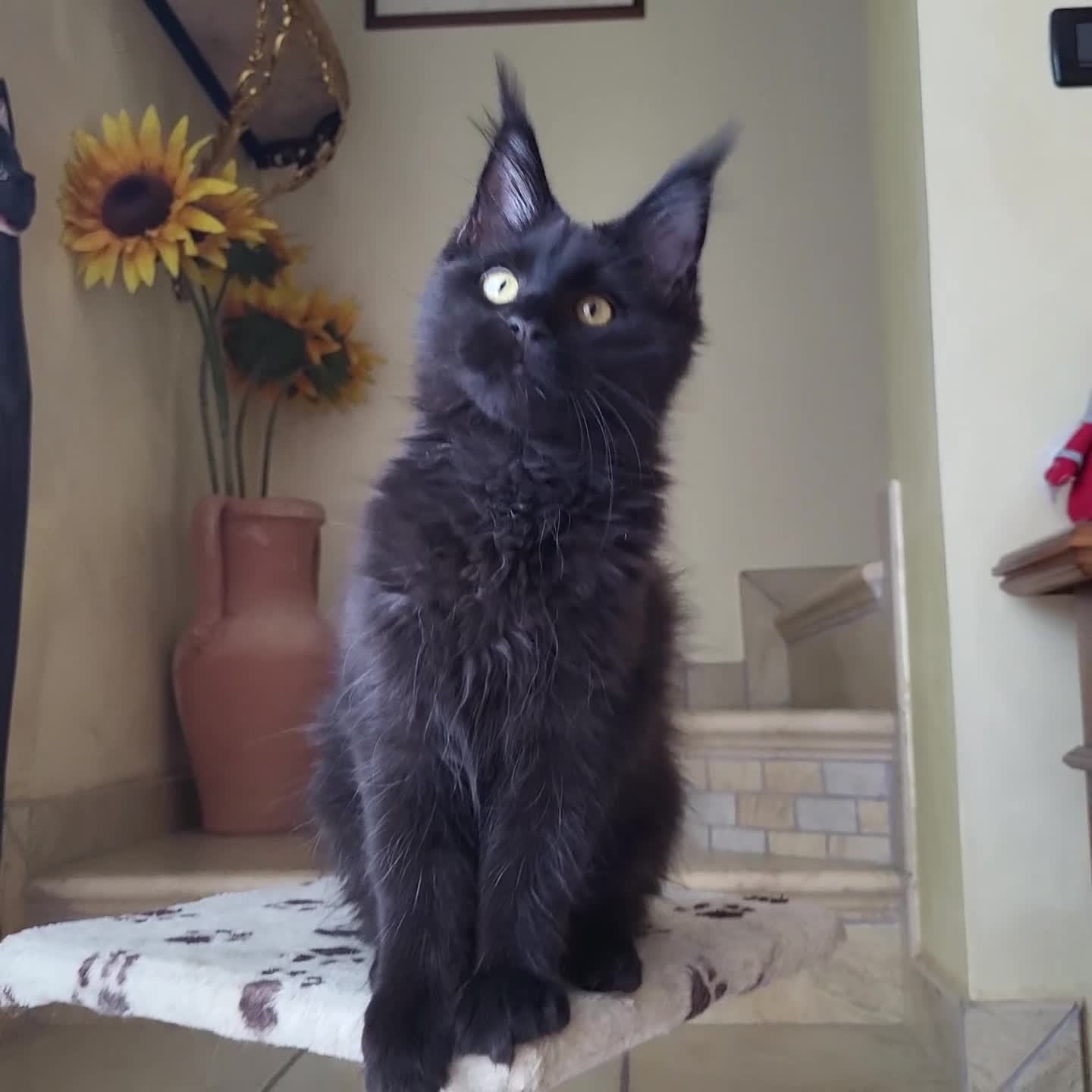 Maine Coon gatti in vendita: Odessa - Video 1