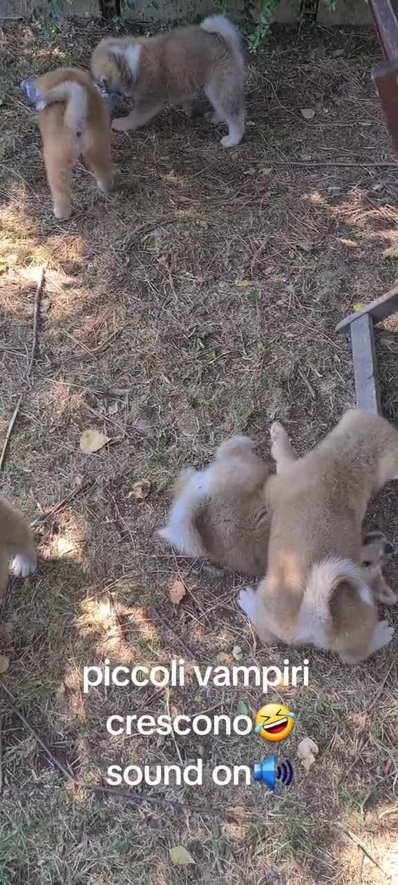 Akita Inu cani in vendita: CUCCIOLI DI AKITA COMO-MONZA E BRIANZA - Video 2