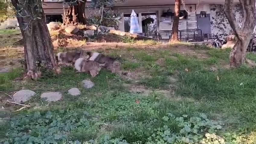 Collie cani in vendita: Cuccioli di collie fulvi - Video 3