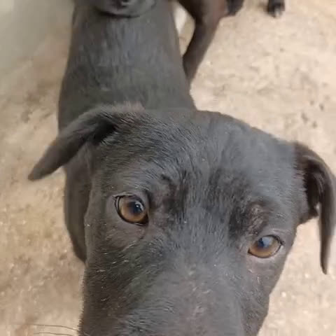 Meticcio cani in regalo: ADOTTA QUESTO DOLCE CUCCIOLO NERO a Provincia di Belluno - Video 1