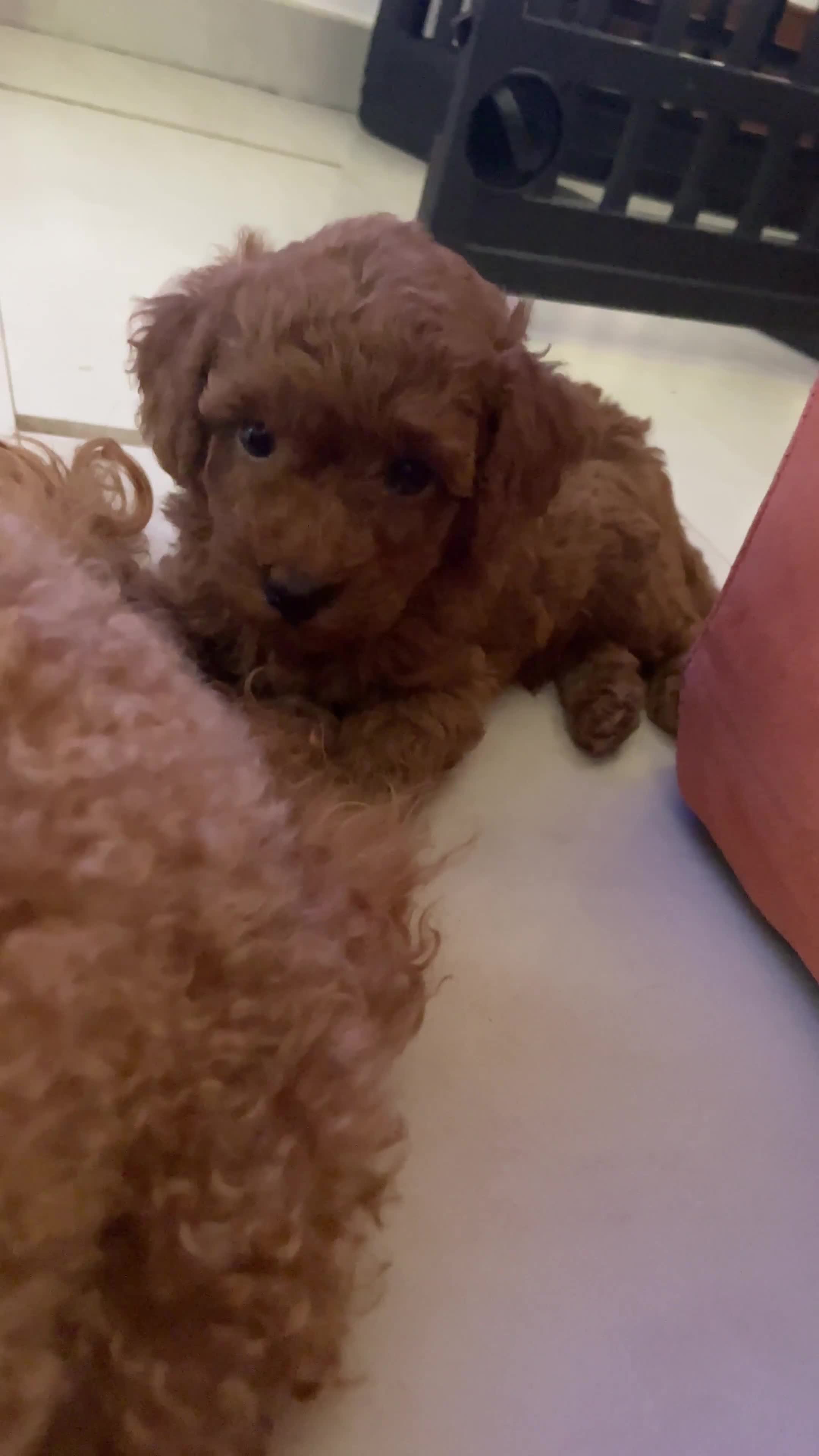 Barboncino Toy cani in vendita: Femmine barboncino toy fulvo - Video 1