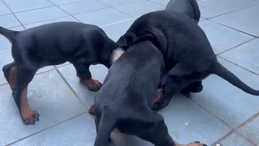 Dobermann cani in vendita: Cucciolata Dobermann Messina - Video 1