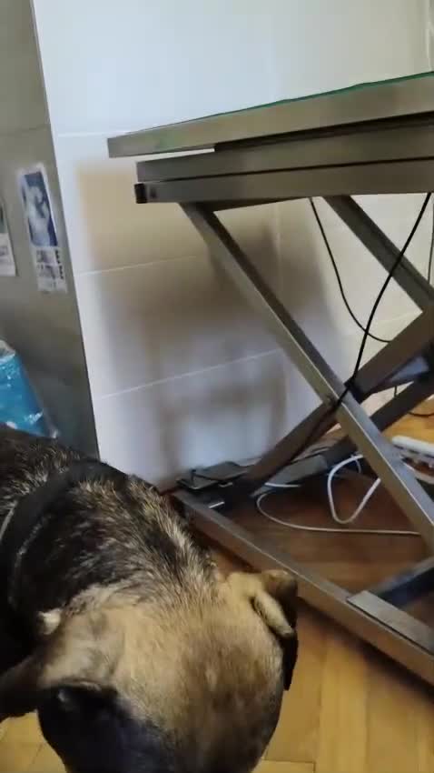 Meticcio cani in regalo: Bobby, semplicemente fantastico - Video 3
