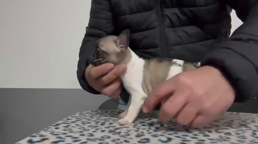 Bulldog Francese cani in vendita: Cucciolo di bulldog francese  - Video 1