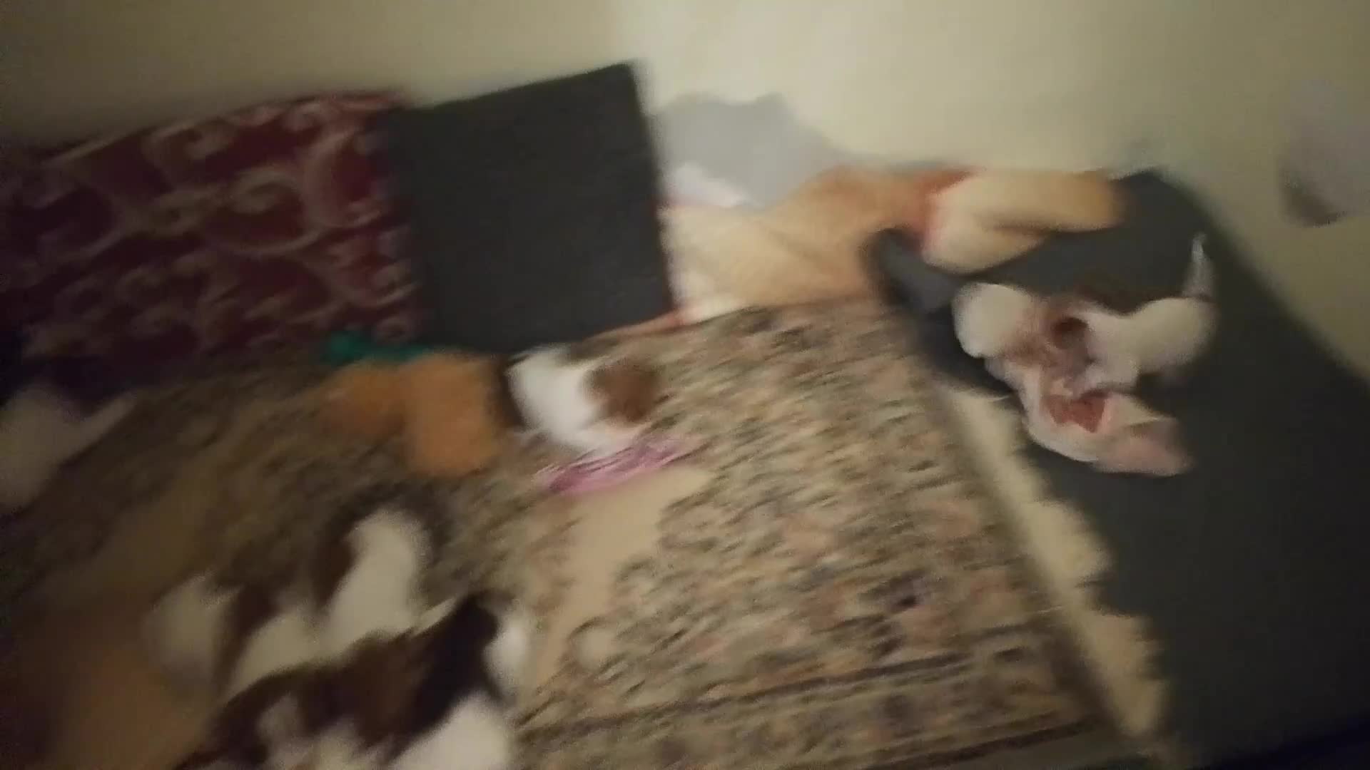 Jack Russell cani in vendita: Jack Russel  a Provincia di Catanzaro - Video 1