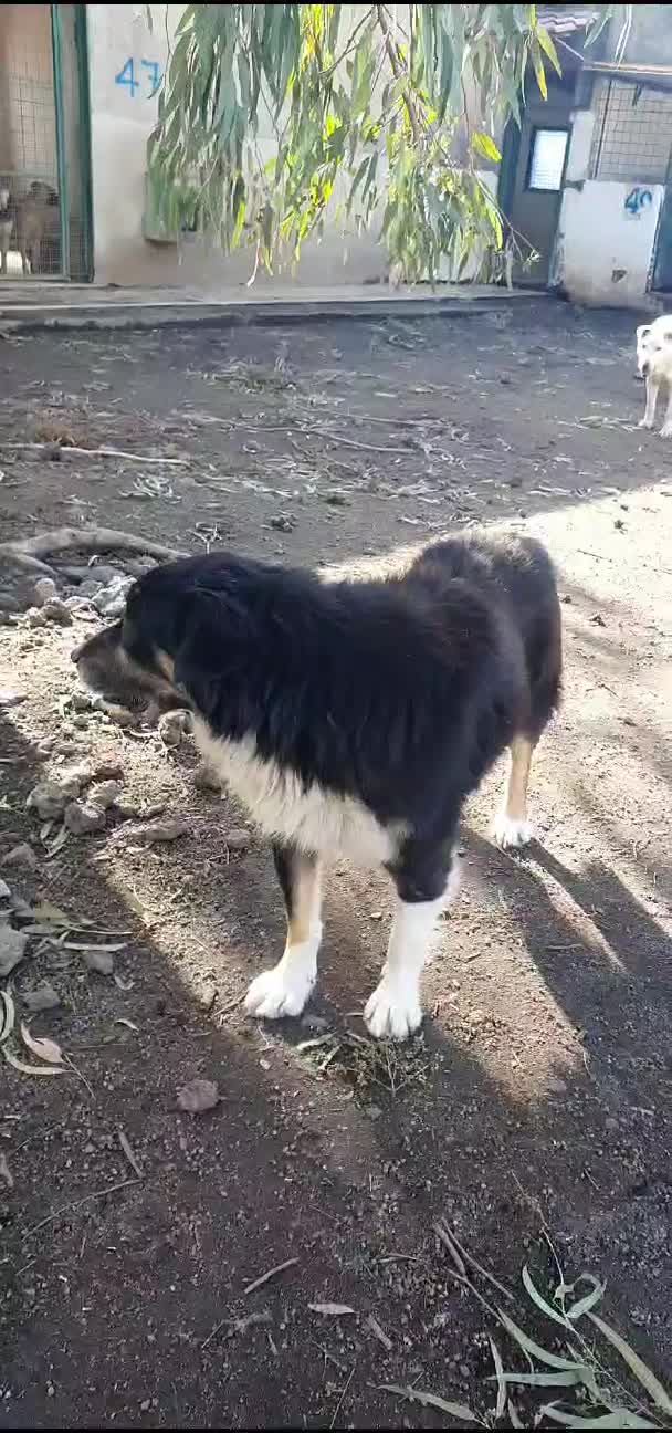 Meticcio cani in regalo: Mela, cagnolina triste in canile - Video 1