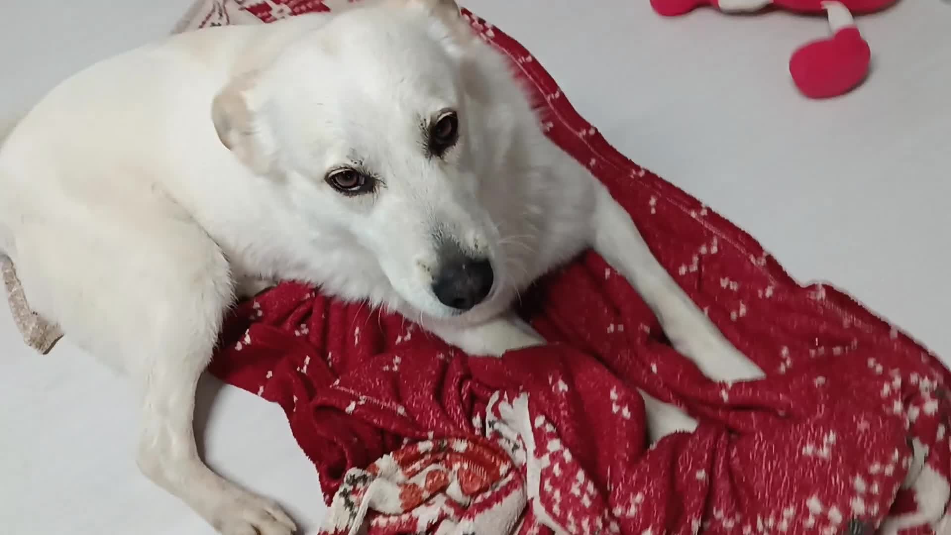 Meticcio cani in regalo: CANE METICCIO CERCA FAMIGLIA  - Video 4