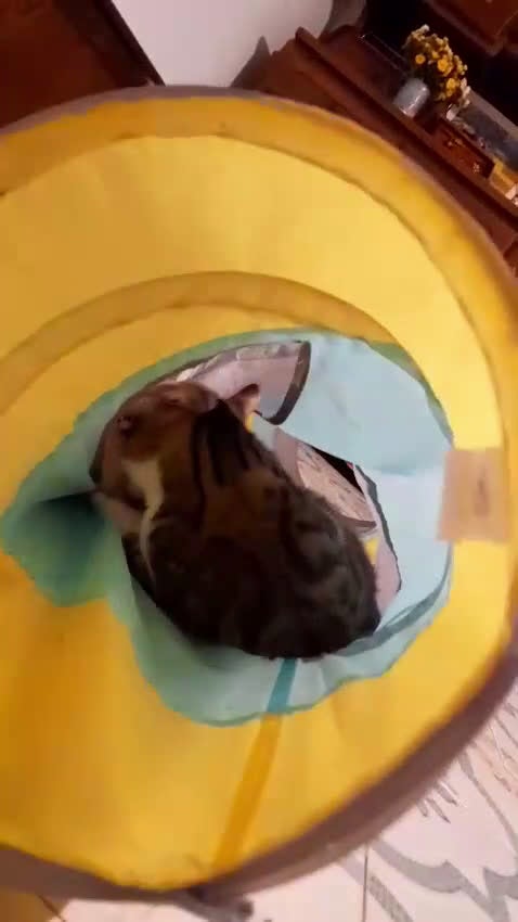 Europeo gatti in regalo: CARLETTO RINUNCIA DI PROPRIETA - Video 1