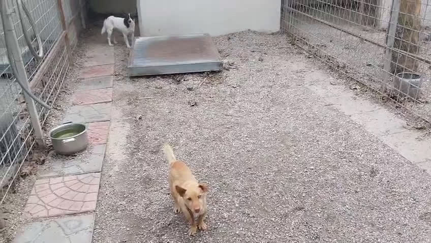 Meticcio cani in regalo: Bonnie: adozione del cuore  - Video 1