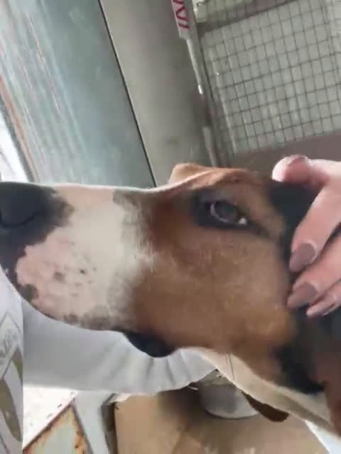 Segugio cani in regalo: PENELOPE  a Provincia di Siena - Video 3