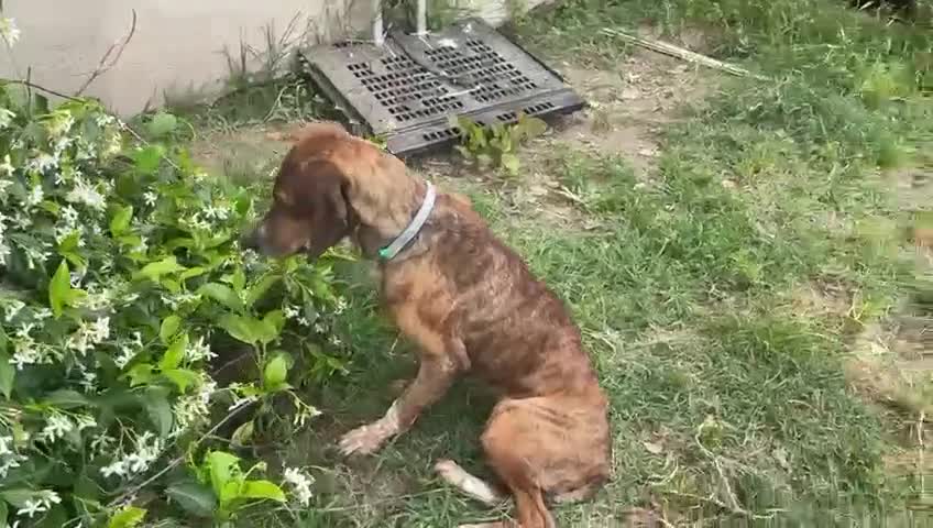 Segugio cani in regalo: SVITOL adorabile segugetta a Città metropolitana di Milano - Video 1
