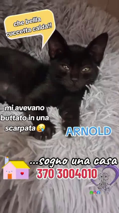 Europeo gatti in regalo: ARNOLD CERCA CASA a Città metropolitana di Roma Capitale - Video 1