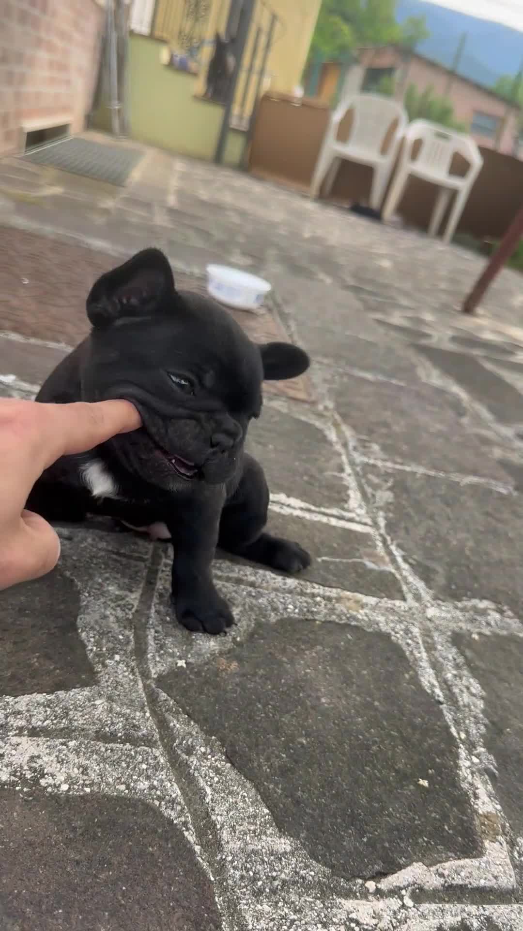 Bulldog Francese cani in vendita: bulldog francese nero tigrato  - Video 1