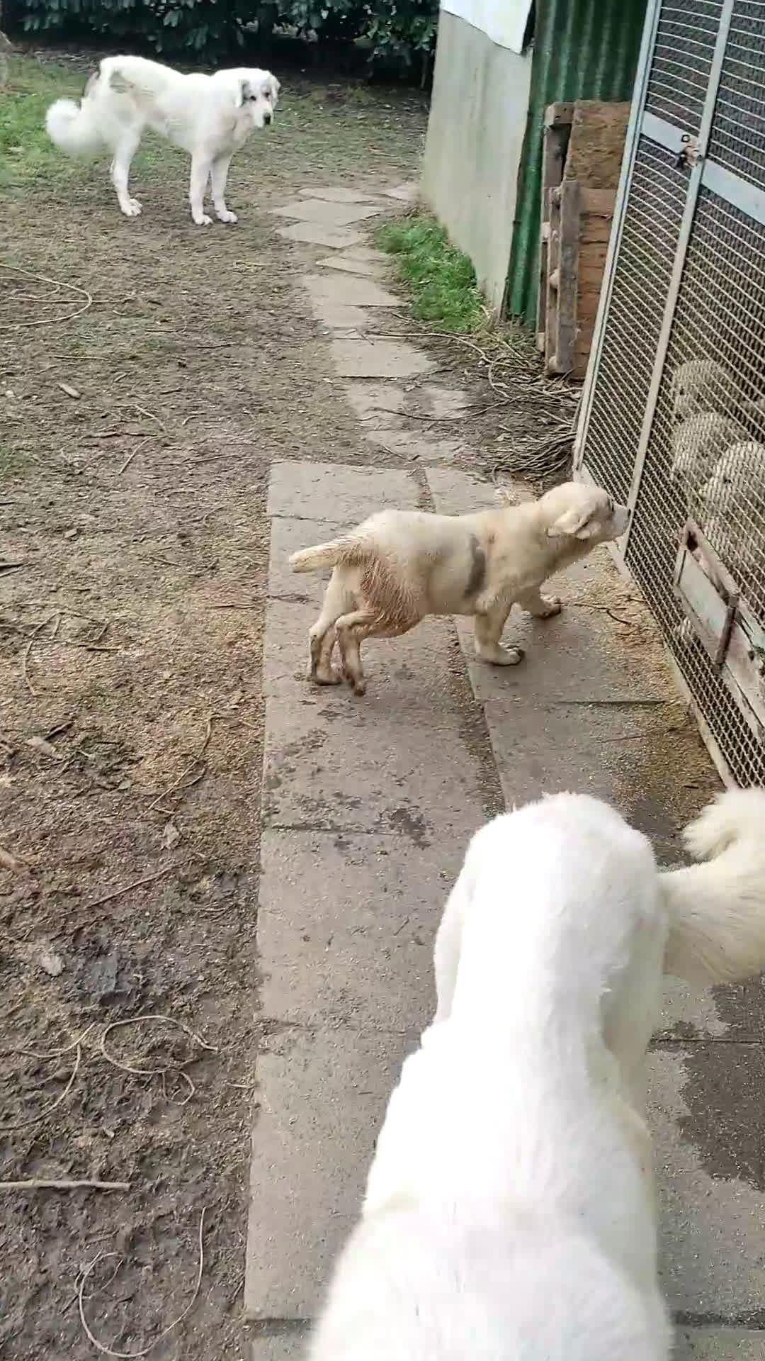 Pastore Asia Centrale cani in vendita: Regalo a recupero spese cuccioli di Asia Centrale  - Video 4