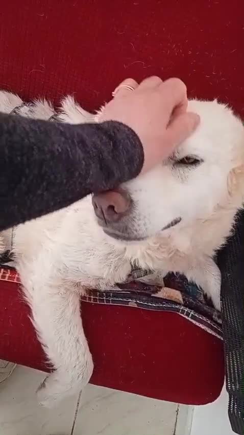 Meticcio cani in regalo: Fatima cagnolona tutta pregi....perfetta a Città metropolitana di Milano - Video 5