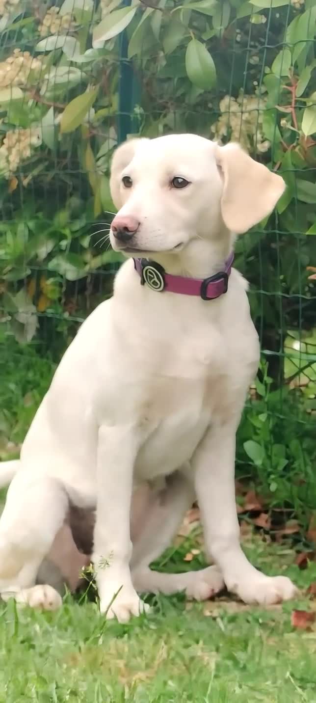 Meticcio cani in regalo: Puffo e Flo 4 mesi adottabili subito sono a Parma - Video 2