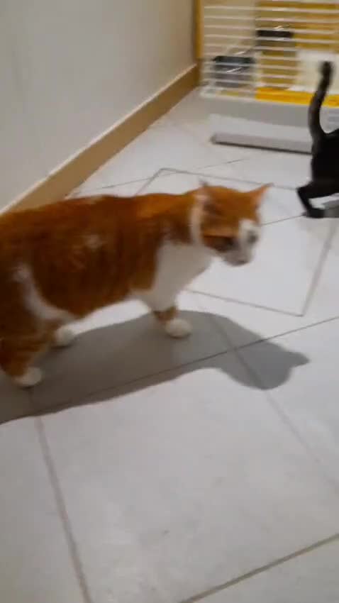 Meticcio gatti in regalo: Elodie cucciola meravigliosa - Video 1