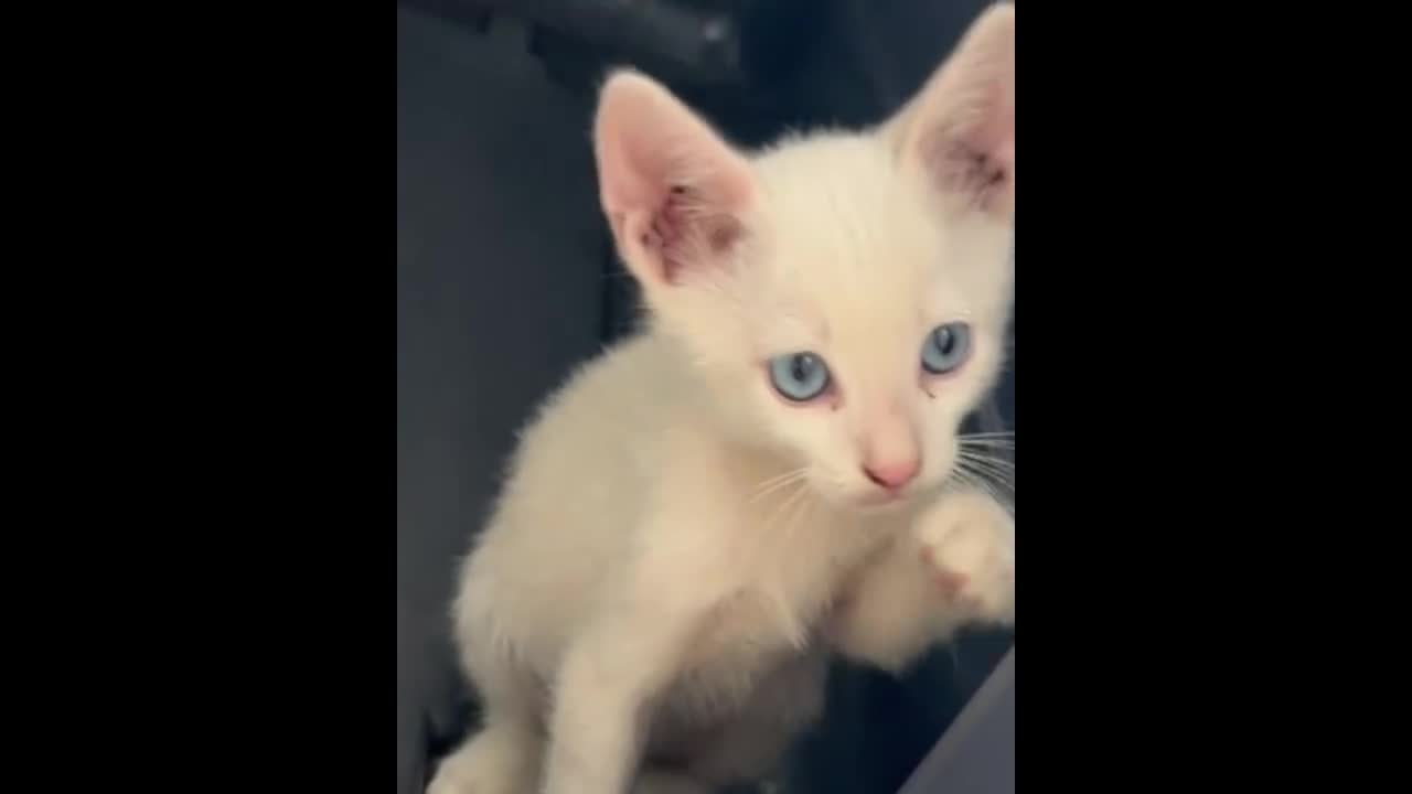 Europeo gatti in regalo: BLUE SPLENDIDO GATTINO - Video 1