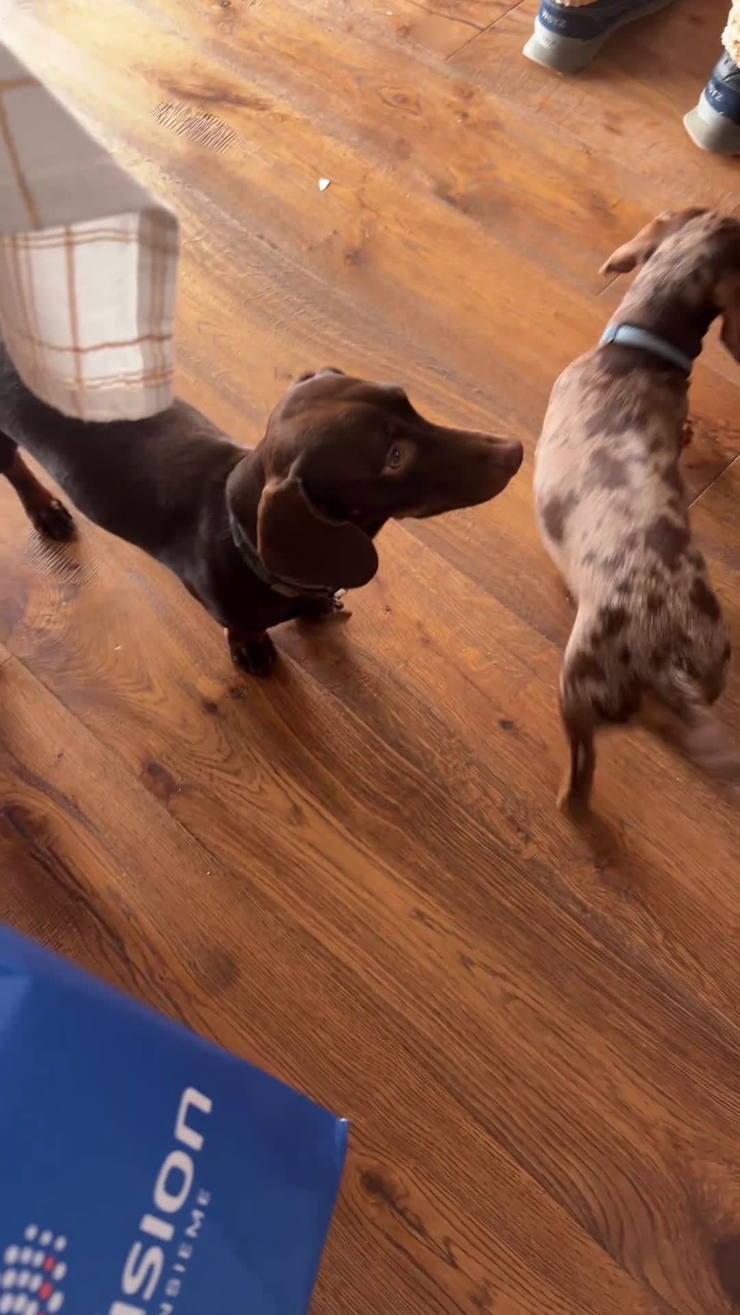 Bassotto cani per accoppiamento: Bassotto maschio cerca femmina per accoppiamento - Video 1