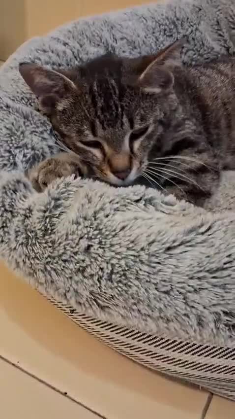 Europeo gatti in regalo:  MARGHERITA BELLISSIMA  GATTINA - Video 2