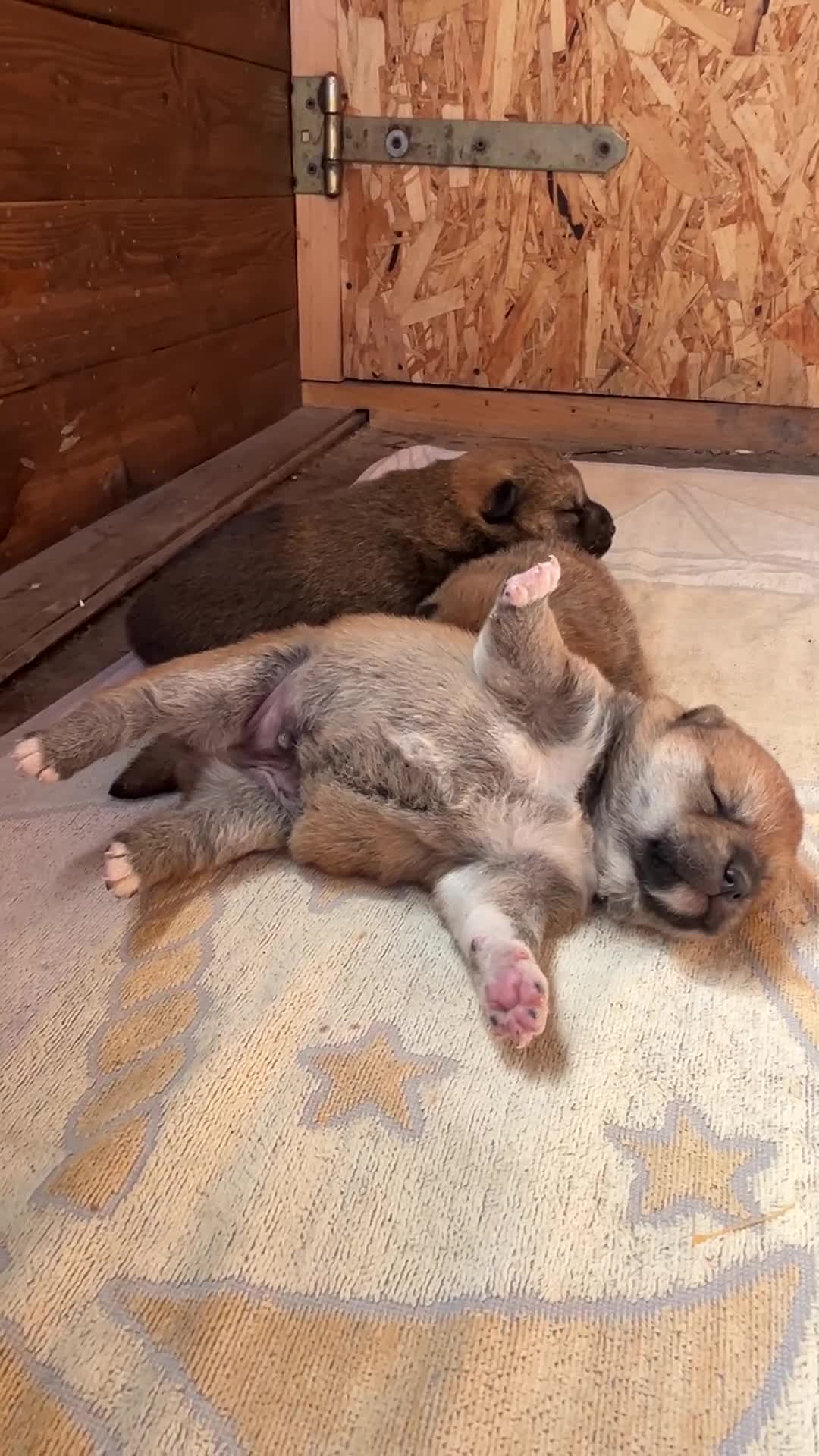 Shiba Inu cani in vendita: Shiba -inu cuccioli con pedigree  - Video 1