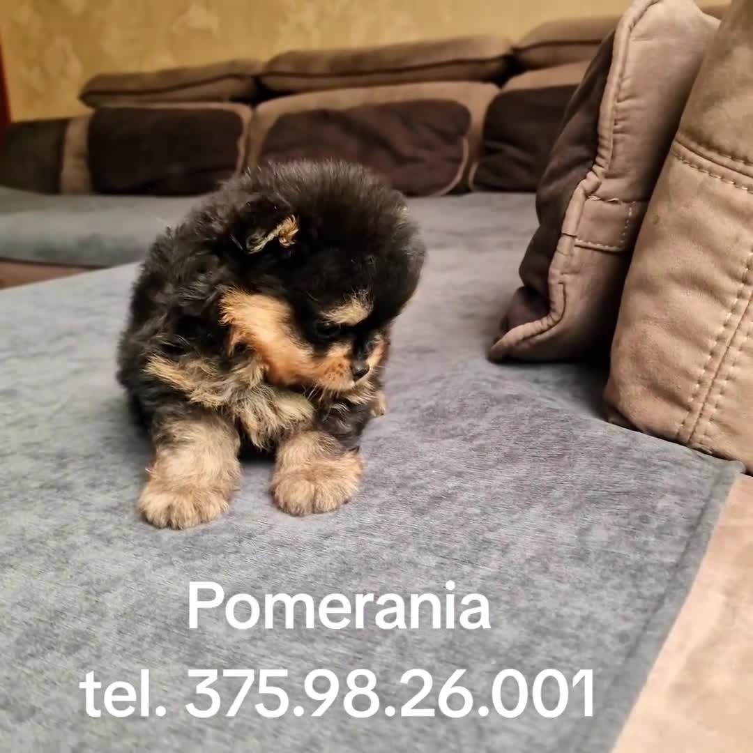 Spitz cani in vendita: Spitz di Pomerania NANO  - Video 3