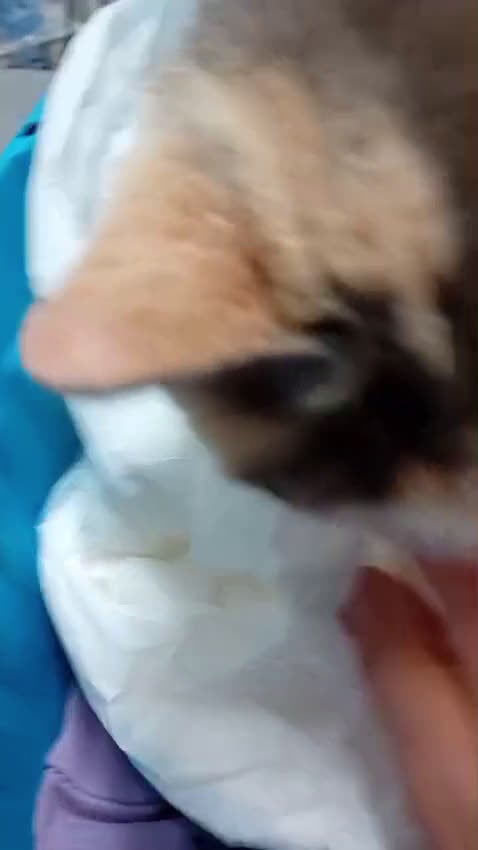 Meticcio gatti in regalo: Milù  - Video 1