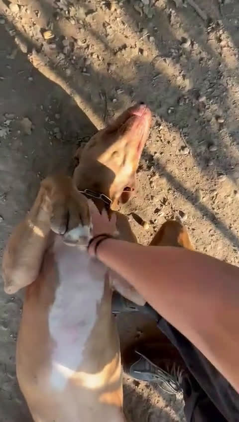 Pitbull cani in regalo: Splendido pitbull Red Nose - ZORO a Città metropolitana di Milano - Video 1