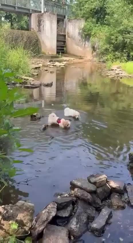 Meticcio cani in vendita: Maltipoo - Video 1