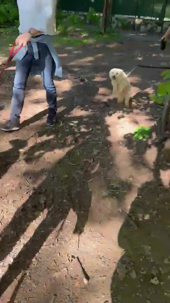 Maltese cani in regalo: Diego un tenerissimo maltese da amare - Video 1