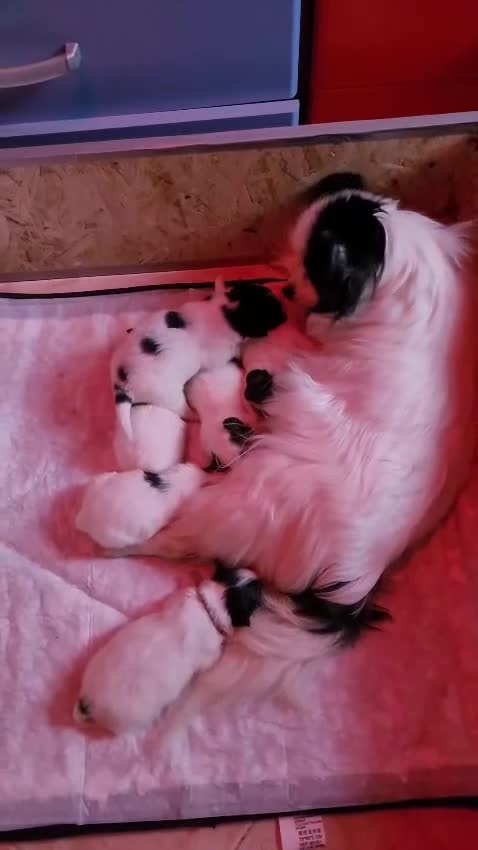 Papillon cani in vendita: Cucciolo piccola taglia  - Video 1