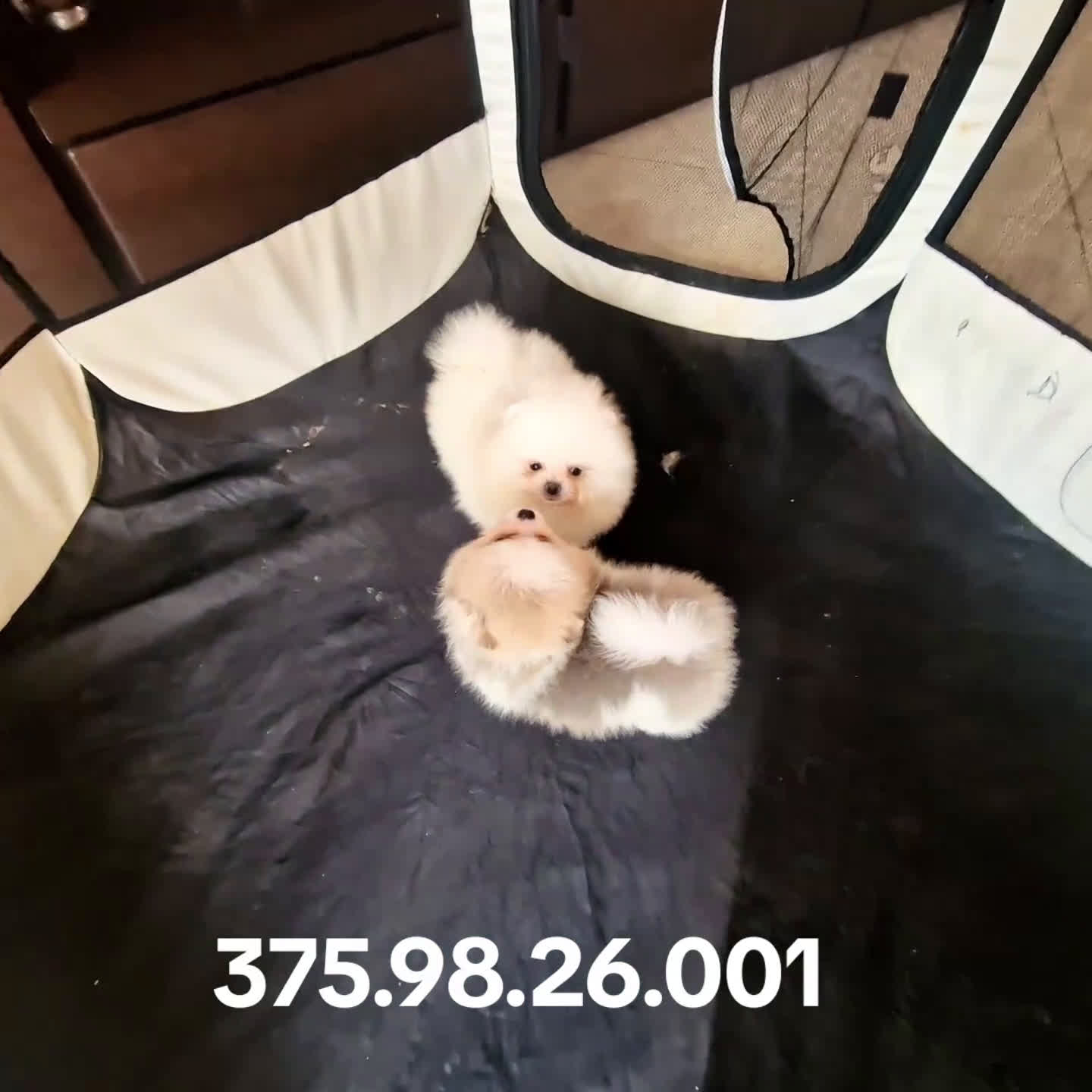 Spitz cani in vendita: Spitz tedesco NANO Pomerania  - Video 3