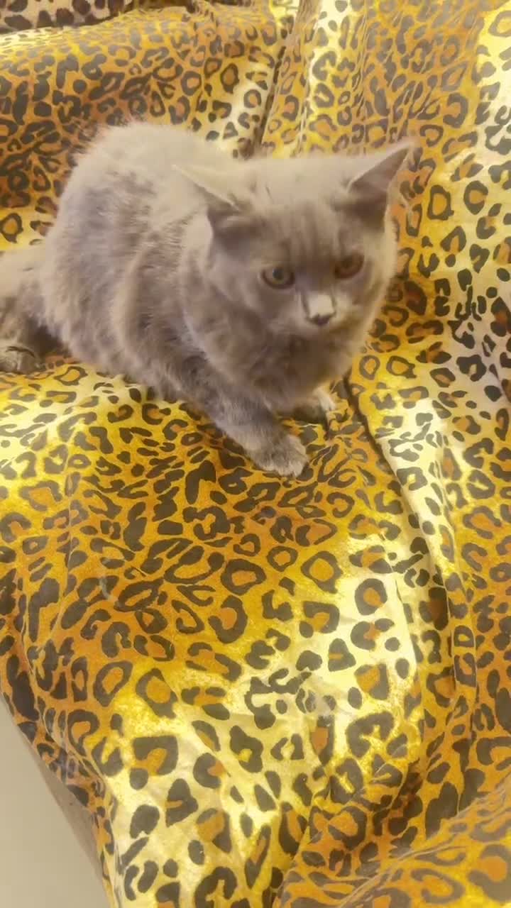 Ragdoll gatti in vendita: Ragdoll solid blu  - Video 1