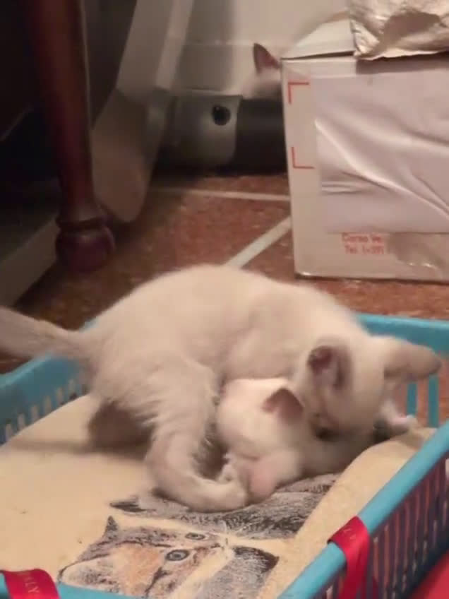 Siamese gatti in vendita: CUCCIOLA FEMMINA DI SIAMESE BLUE POINT - Video 3