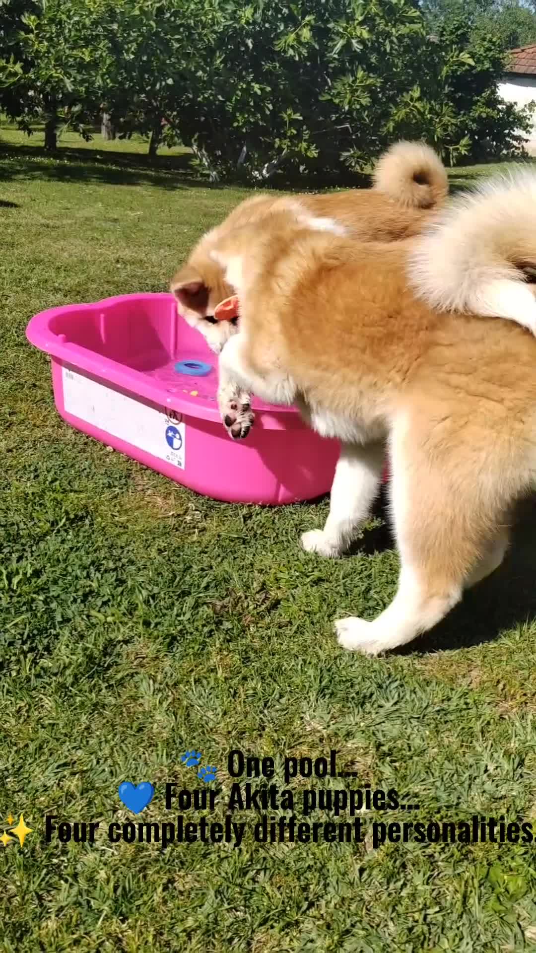 Akita Inu cani in vendita: Cuccioli Akita Inu – disponibili ancora 3 cuccioli - Video 2