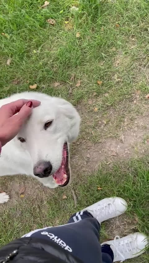 Meticcio cani in regalo: IL TENERISSIMO CESARE - Video 2