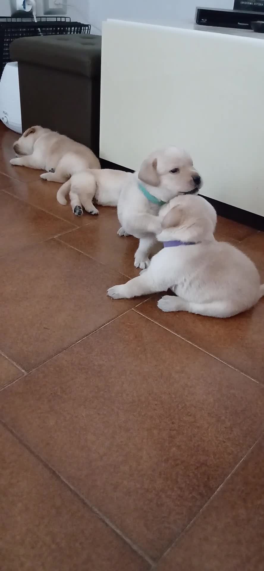 Labrador cani in vendita: Cuccioli di labrador retriever con pedigree - Video 1