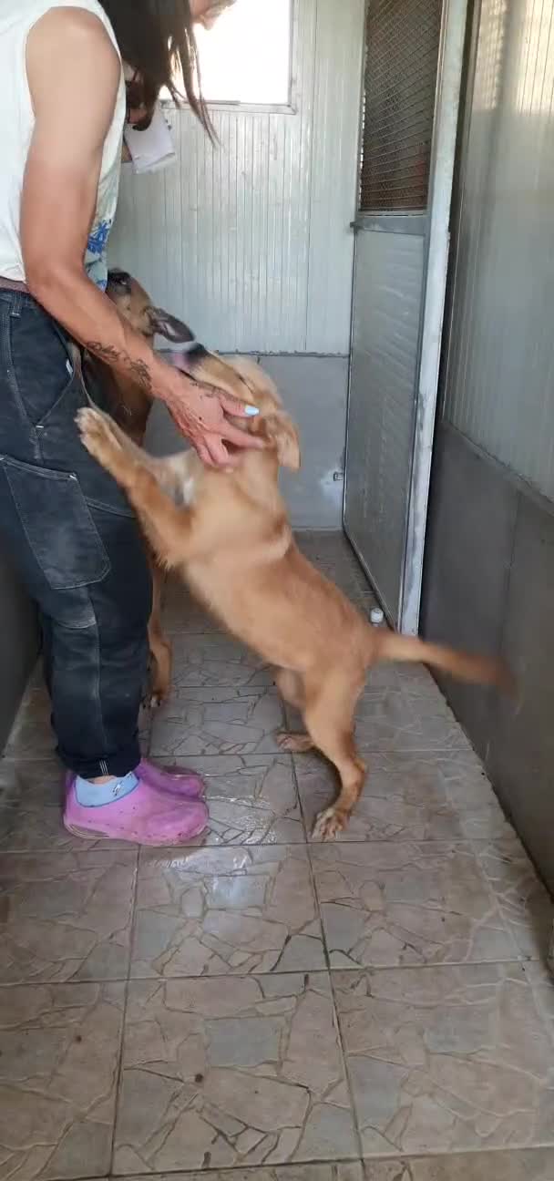 Meticcio cani in regalo: Mortimer ha sconfitto la morte, ora è in canile - Video 3