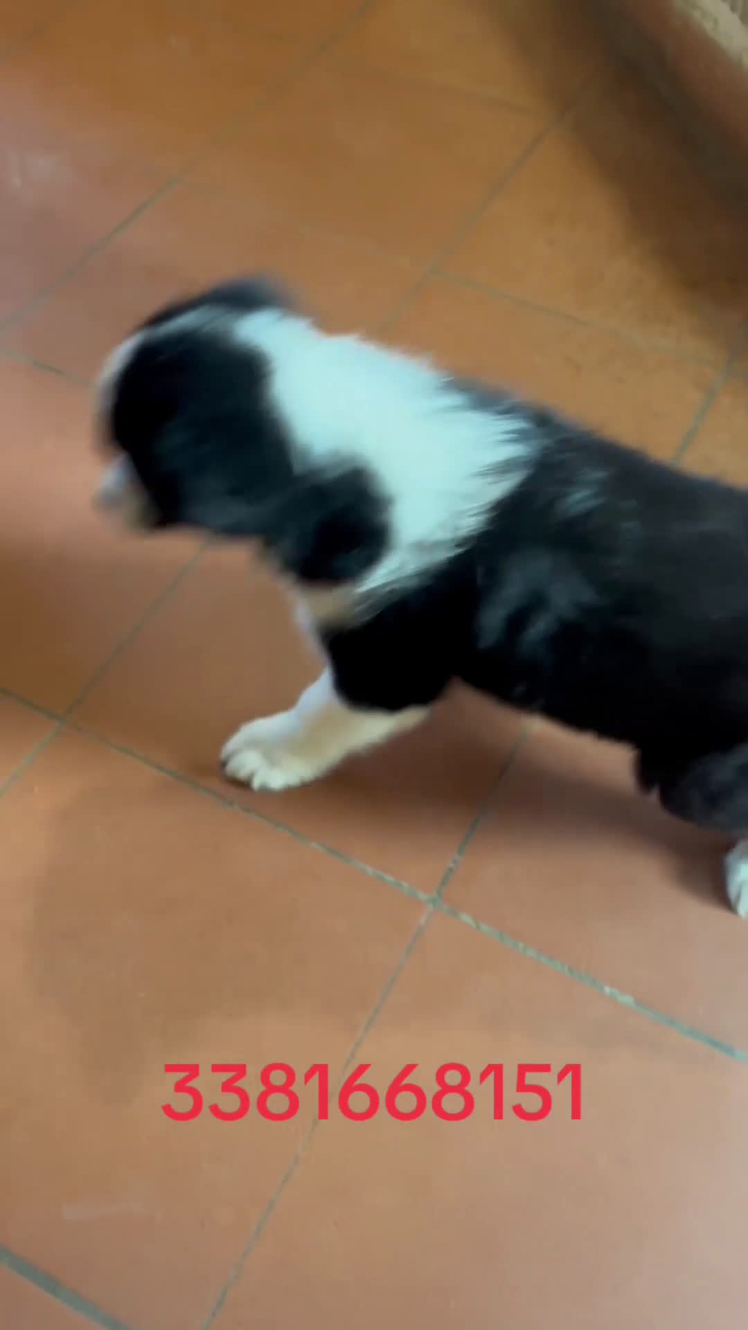 Border Collie cani in vendita: Border collie con pedigree  - Video 1