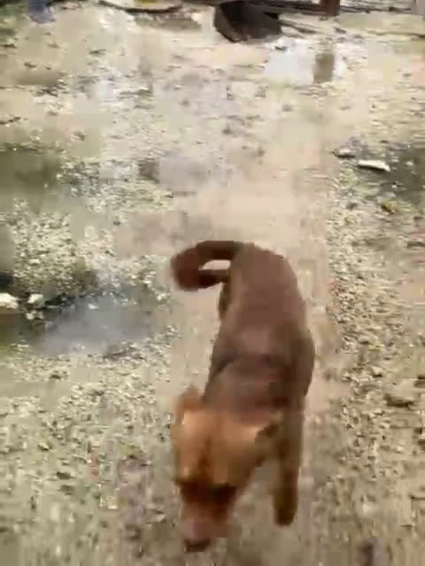 Meticcio cani in regalo: ADOTTA QUESTO PICCINO - Video 3