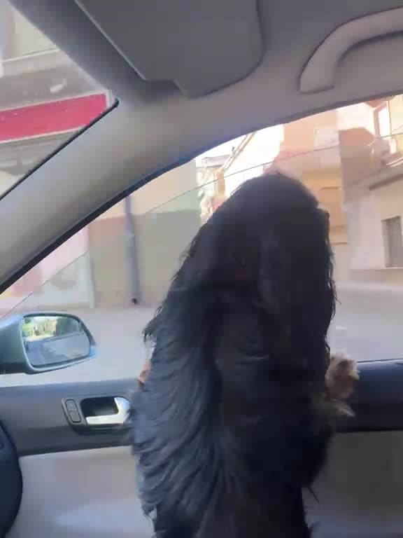 Cavalier King cani in regalo: Cavalier di 4 anni  - Video 1