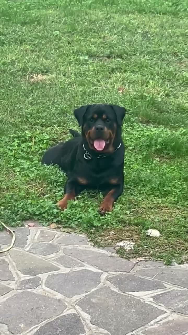 Rottweiler cani in vendita: Vendita cuccioli rottweiler alta genealogia  - Video 1